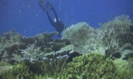 海洋世界视频,海洋世界视频深度解析